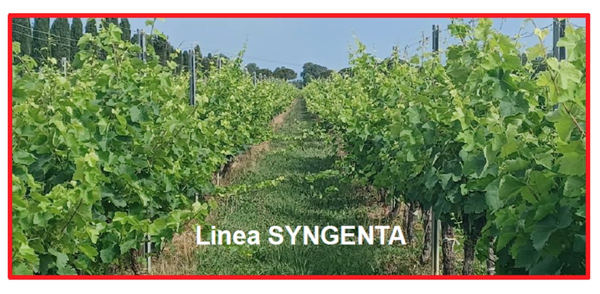 linea-syngenta-vite-viticoltura-integrato-difesa-nutrizione-redazionale-marzo-2023-fonte-valagro.jpg